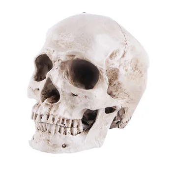 Човешки череп смола реплика медицински модел Lifesize 1:1 Хелоуин декорация на дома Висококачествен декоративен занаятчийски череп с кутия